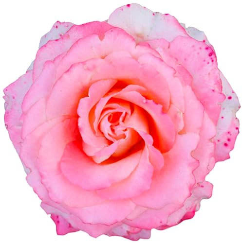 kleberio Selbstklebender Aufkleber Autoaufkleber Sticker wetterfest Blumen Mülltonne Blumenwiese Dekoration Fensterbild Fliesenaufkleber 20 x 20 cm - Rosa rote Rose -