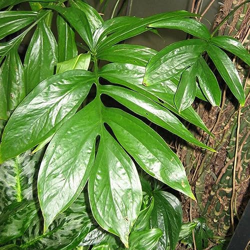 Palm Leaf Monstera Rhaphidophora Climbing Philodendron Tropical House Plant Seeds - 10 Rare Seeds