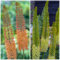 Steppenkerze Stauden Kollektion (3 Pflanzen), große Winterharte Eremurus pflanzen, Mix von 3 Sorten/Farben, mehrjährige Hybriden Pflanzen aus Holland für Garten und Beete (kein Samen)