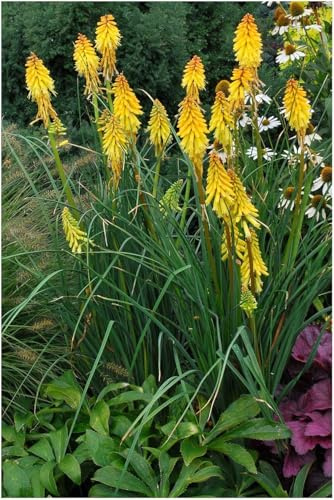 Stauden Gänge 1 x Kniphofia 'Banana Popsicle' Fackellilie Gelb winterhart | Fackellilie – winterharte Staude & Dauerblüher für sonnige Beete, mehrjährig, bienenfreundlich, 1 L Topf (11x11 cm)