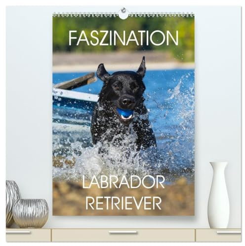 Faszination Labrador Retriever (hochwertiger Premium Wandkalender 2026 DIN A2 hoch), Kunstdruck in Hochglanz: 13 Fotos zeigen die Faszination einer der beliebtesten Hunderassen (CALVENDO Tiere)