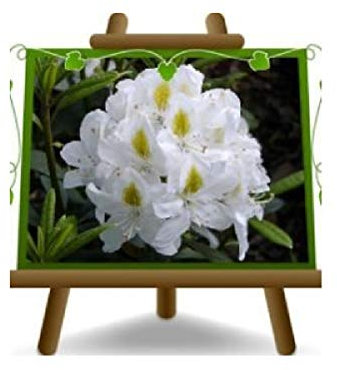 EURO PLANTS VIVAI Rhododendron weiß Madame Masson Ornamentali - auf 22 cm Vase - Haar - 45-55 cm