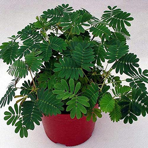 100Stück Mimosa Samen Empfindliche Erbstück Blätter Für Indoor Outdoor Topfpflanzung Leicht Zu Pflegen Garten Balkon Grüne Dekoration