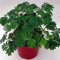 100Stück Mimosa Samen Empfindliche Erbstück Blätter Für Indoor Outdoor Topfpflanzung Leicht Zu Pflegen Garten Balkon Grüne Dekoration