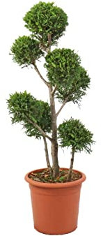 KENTIS - Cupressocyparis Leylandii Castlewellan Gold mit Jutedekoration für Vase - Zypresse Pompon - Pflanzen für Garten - H 90-110 cm Topf Ø 24 cm