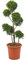 KENTIS - Cupressocyparis Leylandii Castlewellan Gold mit Jutedekoration für Vase - Zypresse Pompon - Pflanzen für Garten - H 90-110 cm Topf Ø 24 cm