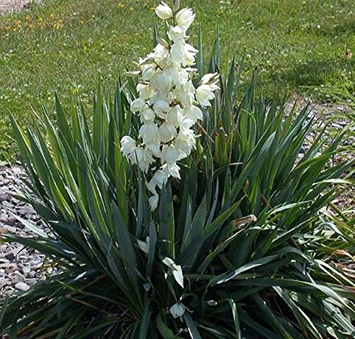 Yucca filamentosa - Adam's Needle - Plant in 1 L Pot