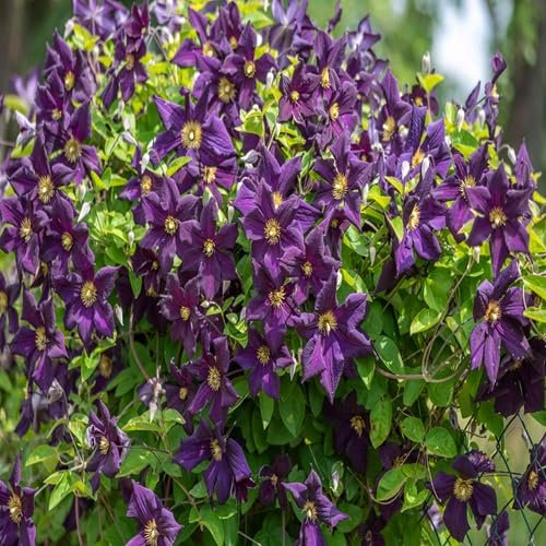 100 graines de clématite violette