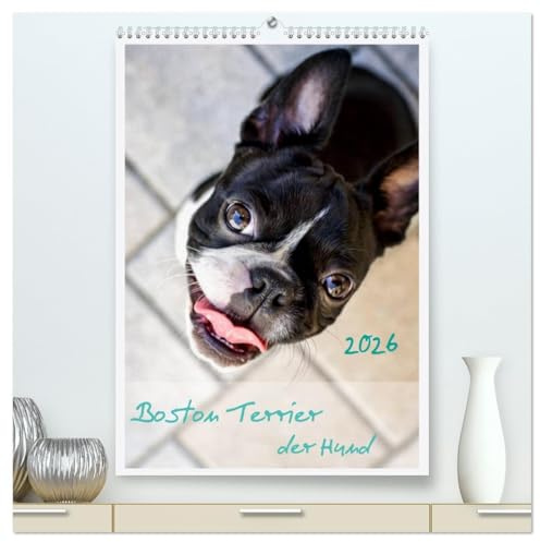 Boston Terrier der Hund 2026 (hochwertiger Premium Wandkalender 2026 DIN A2 hoch), Kunstdruck in Hochglanz: Ein schöner Kalender für Hundefreude und Liebhaber von Boston Terrier (CALVENDO Tiere)