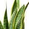 Sansevieria Trifasciata Laurentii | DECOALIVE | Planta de Interior Natural | Lengua de Suegra Planta Espada