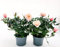 POWERS TO FLOWERS - ROSA DA GIARDINO PROFUMATA, RAMPICANTE e RIFIORENTE, COLOR ROSA TENUE, 2 PIANTE, Piante Vere