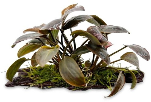 Lagenandra meeboldi Red on Driftwood for Aquariums