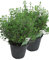 2er Set Italienischer Oregano im 15cm Topf - Origanum vulgare, frische Oregano Pflanze