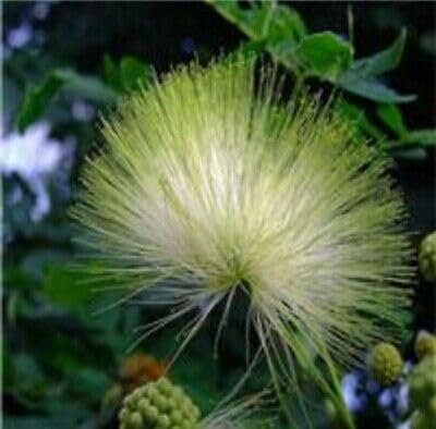Buy4seeds 20 Seeds Albizzia julibrissin Silk Tree Seed Easy for Grow Garden