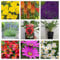 6 Mixed Garden Flowering herbaceous Plants perennials 9cm pots, Garden Ready Plant Out Now UK Grown Winter Hardy Plants