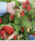 Riesenhimbeere Primeberry® Autumn Happy®, 1 Pflanze, Rubus idaeus, winterhart, mehrjährig, pflegeleicht, sehr ertragreich, dornenlose Spitzenzüchtung, extrem große & aromatische Früchte
