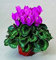 Potseed 20 pc/Sacchetto Ciclamino Fiore, Bello Semi di Fiori per Il Giardino Domestico Vaso Naturale Crescita di Ciclamino Semi Bambini Lo Amano 9:Seeds Only