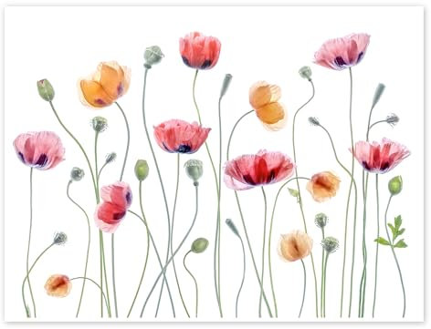 Mohn-Party Poster von Mandy Disher 40 x 30 cm Weiß Botanik Wanddeko
