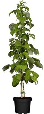 Árbol Rubus Idaeus Planta de Frambuesas Frutos del Bosque en Casa