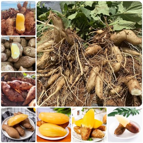 150 pcs yacon samen bio - Smallanthus sonchifolius - balkon pflanze, samen balkon yacon pflanze kaufen geschenke, pflanzen winterhart draußen samen obst, extrem winterharte kübelpflanzen