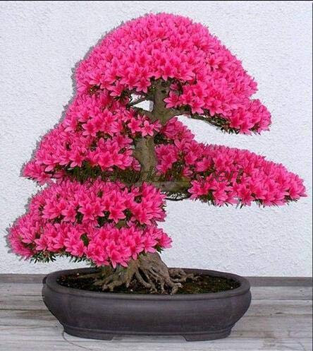 Green Seeds Co. Nuovo albero bonsai giapponese Sakura bonsai 10 pezzi colorato ciliegio piante fiorite per la casa & amp; Giardino Bellissimi fiori: giallo