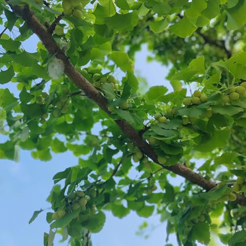 20 Pcs Ginko Baum Kaufen Samen - Ginkgo Baum Winterhart Samen, Bonsaibaum, Hochbeet Samen, Schnell Wachsende Sträucher Ginko Samen, Obstbäume, Kaufen Geschenke Für Gartenliebhaber