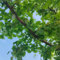 20 Pcs Ginko Baum Kaufen Samen - Ginkgo Baum Winterhart Samen, Bonsaibaum, Hochbeet Samen, Schnell Wachsende Sträucher Ginko Samen, Obstbäume, Kaufen Geschenke Für Gartenliebhaber