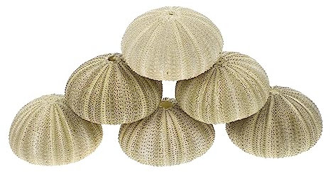 COLLBATH STK Topfpflanze Seeigel zum Basteln Seeigel für Luftpflanzen Betta-Aquariumzubehör Vasenfüller Schale wohnzimmerdeko kreative seeigel blumentöpfe Seeigel-Pflanzgefäß Hülse Green
