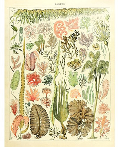Meishe Art Poster Kunstdrucke Meerespflanzen Tang Meerestier Plakatdruck Meeres Meereslebewesen Algen Quallen Seestern Koralle Identifizierung Bezug Abbildung Illustrationen Sammlung Wand Dekor