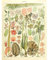 Meishe Art Poster Kunstdrucke Meerespflanzen Tang Meerestier Plakatdruck Meeres Meereslebewesen Algen Quallen Seestern Koralle Identifizierung Bezug Abbildung Illustrationen Sammlung Wand Dekor