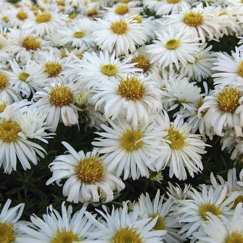 Perfect Plants Aster dumosus Kristina Perennial Plant in 13cm Pot – Michaelmas Daisy, Pure White Flowers, Hardy for Garden Borders