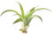 DIXIE STORE Tillandsia MULTIFLORA MINI - Luftpflanzen - Pflegeleichte Pflanzen - Effektvolle Pflanzen für Innenräume - Pflanzen Ohne Wurzeln - Luftwurzel Pflanze - Ungiftig für Haustiere Kinder 5-6cm