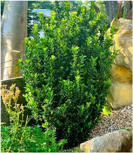 GrowOn Shrubs [x3] Euonymus Japonica Spindle Bush 'Green Spire' | Multi-Pack | Evergreen Shrubs | Outdoor Garden Ready Plants | Summer Flowering | Green Flowers