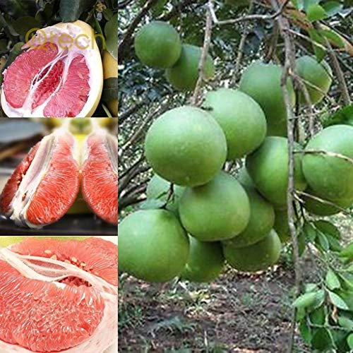 Genipap 45 Stück Shaddock Pomelo Fruchtsamen