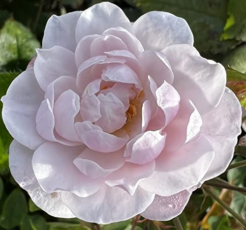 'Blush Noisettes' Potted Rose - Clusters of Sweetly Scented Blush Pink Blooms - Old Fashioned Rose- 4L Pot