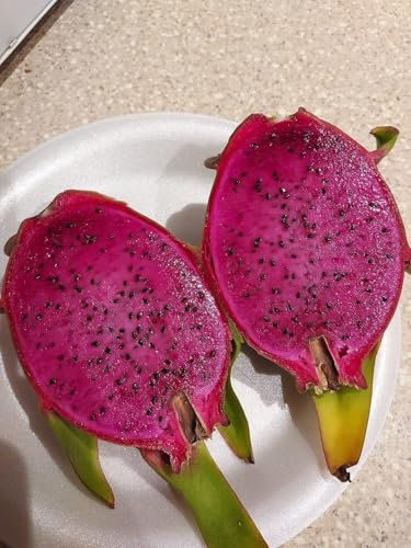 3 Colors Dragon Fruit Mature Tree Cuttings, Hardy Cactus, Red White Purple,5-8CM Grow for Quick Fruit