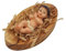 Handgefertigtes Gipsbaby Jesus (2,3 Zoll) liegend in Krippe aus Olivenholz (8,3 cm), geschnitzt von talentierten Künstlern in Bethlehem - von Olive Wood Gifts Shop