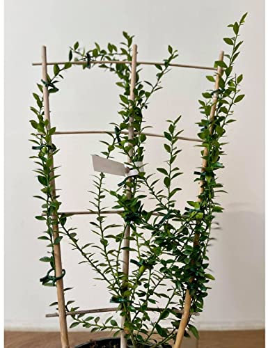 Albero di Limone Caviale a spalliera Vaso 17cm