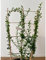 Albero di Limone Caviale a spalliera Vaso 17cm