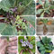 150 pz Semi di mandragora, Mandragora officinarum, erbe selvatiche esotiche Semi di piante di mandragora - balcone in serra, piantare erbe aromatiche Piante da ufficio per letti di