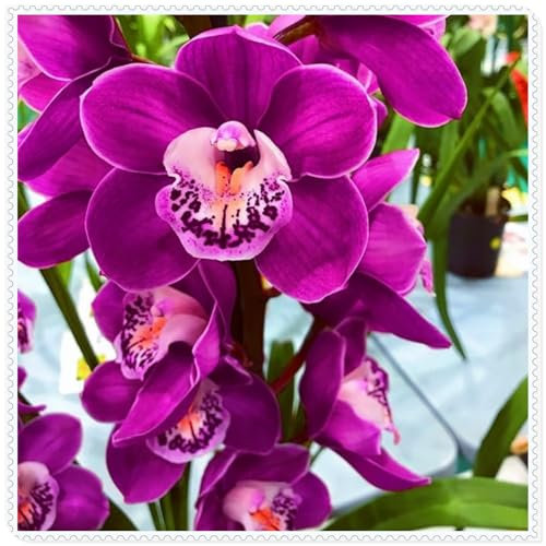 Cymbidium, seltene Farbe, hochwertige Zwiebeln, pflegeleicht, blüht schnell, lange Blütezeit, kälteresistente Zwiebeln, mehrjährig-3 zwiebeln-j