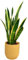 PLANTA NATURAL (LENGUA DE SUEGRA) SANSEVIERIA LAURENTII 50CM PERFECTA PARA INTERIOR