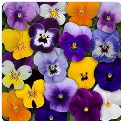 PREMIER SEEDS DIRECT - Viola Sorbet F1 - Mix - 25 Seeds