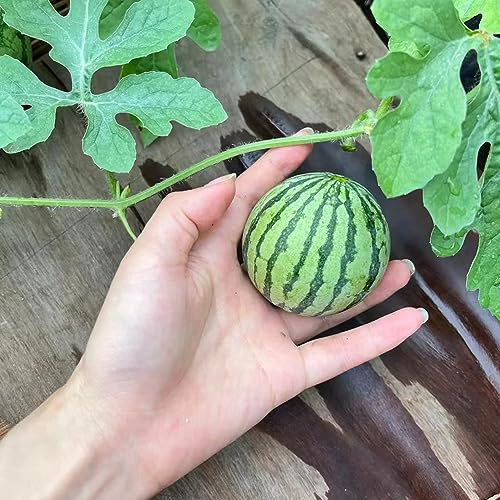 60 pcs Mini Wassermelone Samen - Citrullus lanatus - Winterharte Stauden, Gartenpflanzen Bonsai Samen, Exotische Pflanzen Samen Obstbäume, Zimmerpflanzen Exotische Früchte, Hochbeet