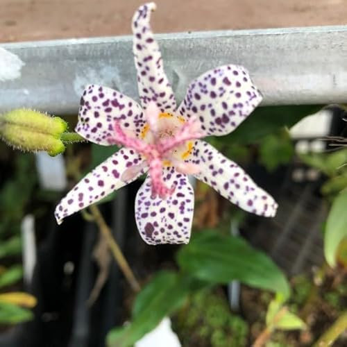 Pianta vera di Tricyrtis hirta - Diametro Vaso Ø 19 cm