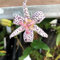 Pianta vera di Tricyrtis hirta - Diametro Vaso Ø 19 cm