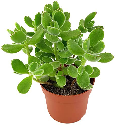 Fangblatt - Cotyledon ladismithiensis green - exotische Sukkulente im Ø 10 cm Topf - pflegeleichte Zimmerpflanze
