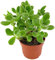 Fangblatt - Cotyledon ladismithiensis green - exotische Sukkulente im Ø 10 cm Topf - pflegeleichte Zimmerpflanze