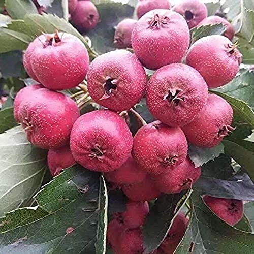 20PCS Biancospino Semi di Primavera In Fiore Popolare Arbusto Albero da Frutto Splendidi Fiori Aromatico Facili Da Usare per Piantare Adatto Principianti Giardiniere