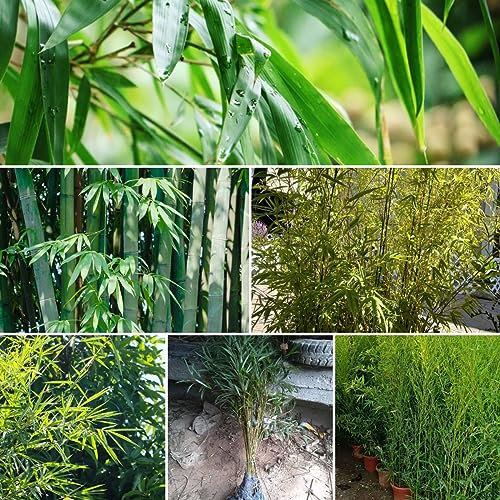 400 pcs bambus pflanzen winterhart samen - geschenke garten,Fargesia spathacea, immergrüne pflanzen winterhart kübelpflanzen winterhart mehrjährig gartenpflanzen bäume kaufen nachhaltigkeit